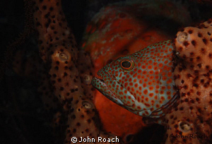 Graysby,  Epinephelus cruentatus
Taylor Made Bonaire NA by John Roach 